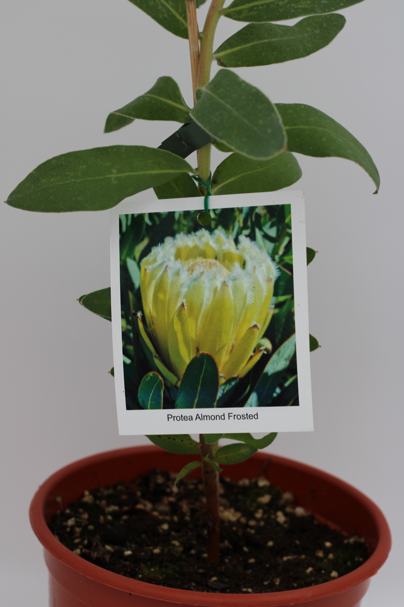 Protea Almond Frosted