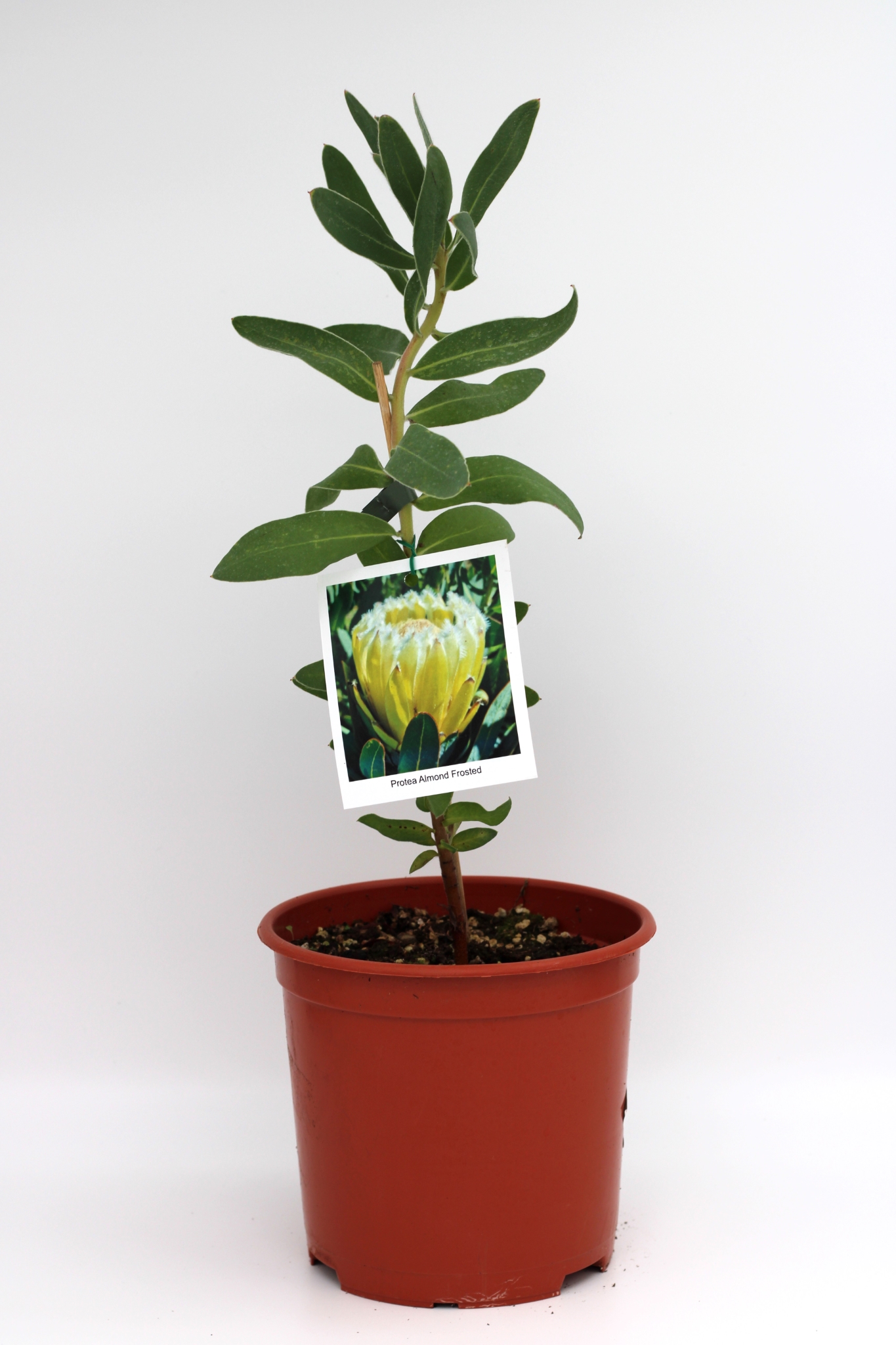 Protea Almond Frosted - Image 3