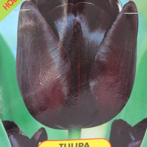 Bolbo Tulipa Queen Of Night - preta saqueta