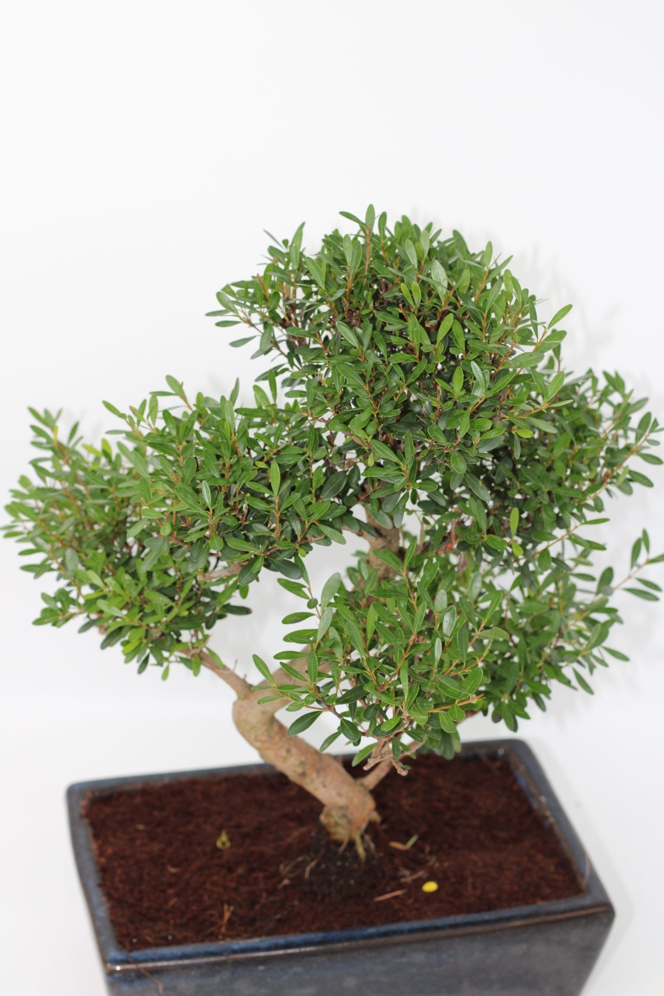 Syzigium Bonsai (10 anos) - Image 2