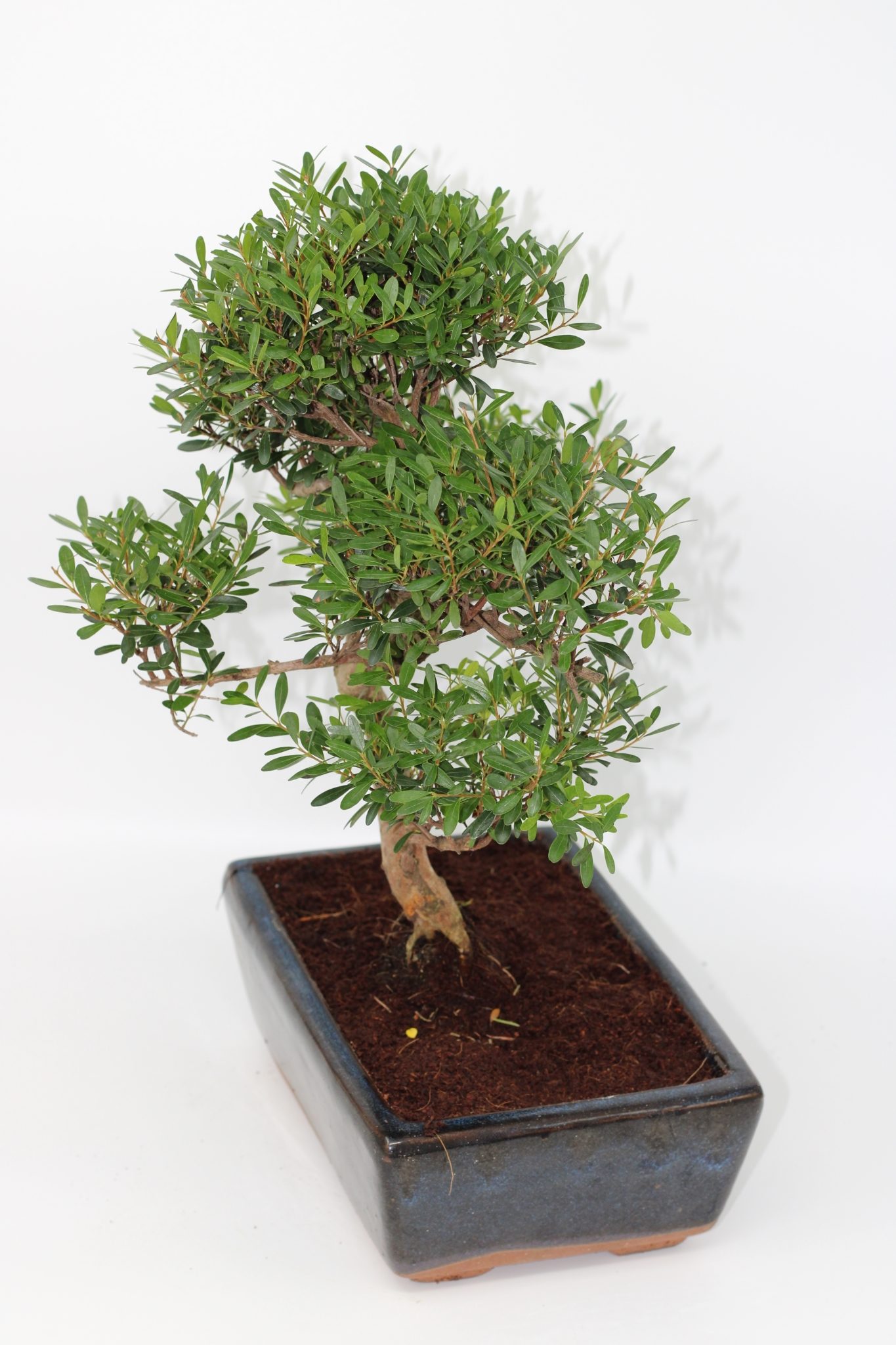 Syzigium Bonsai (10 anos) - Image 3