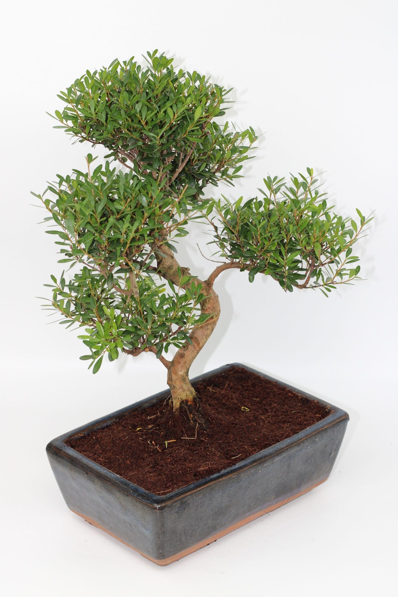 Syzigium Bonsai (10 anos) - Image 4