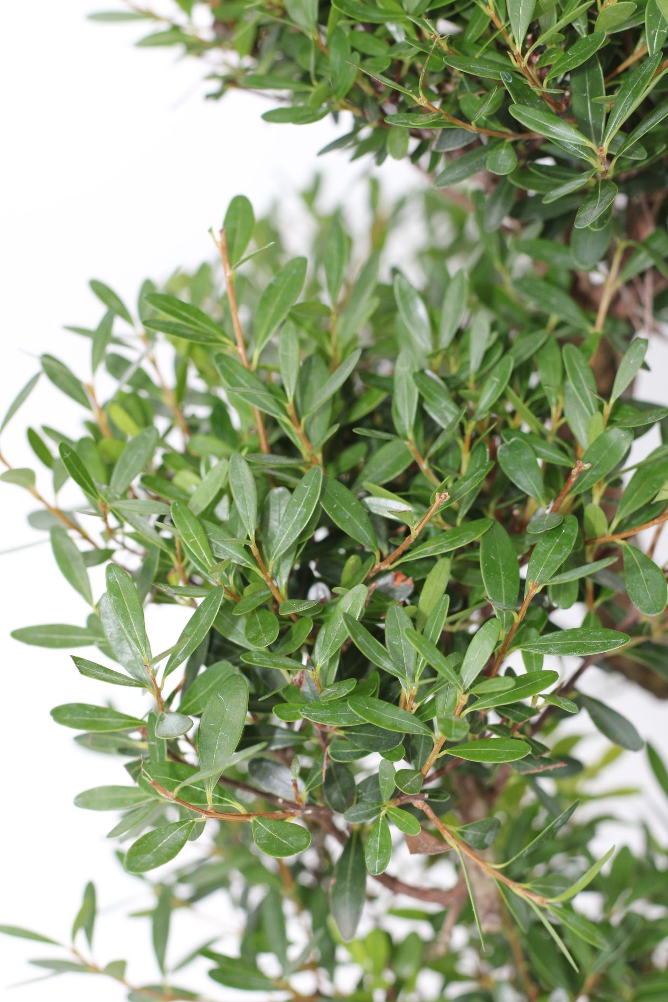 Syzigium Bonsai (10 anos) - Image 5