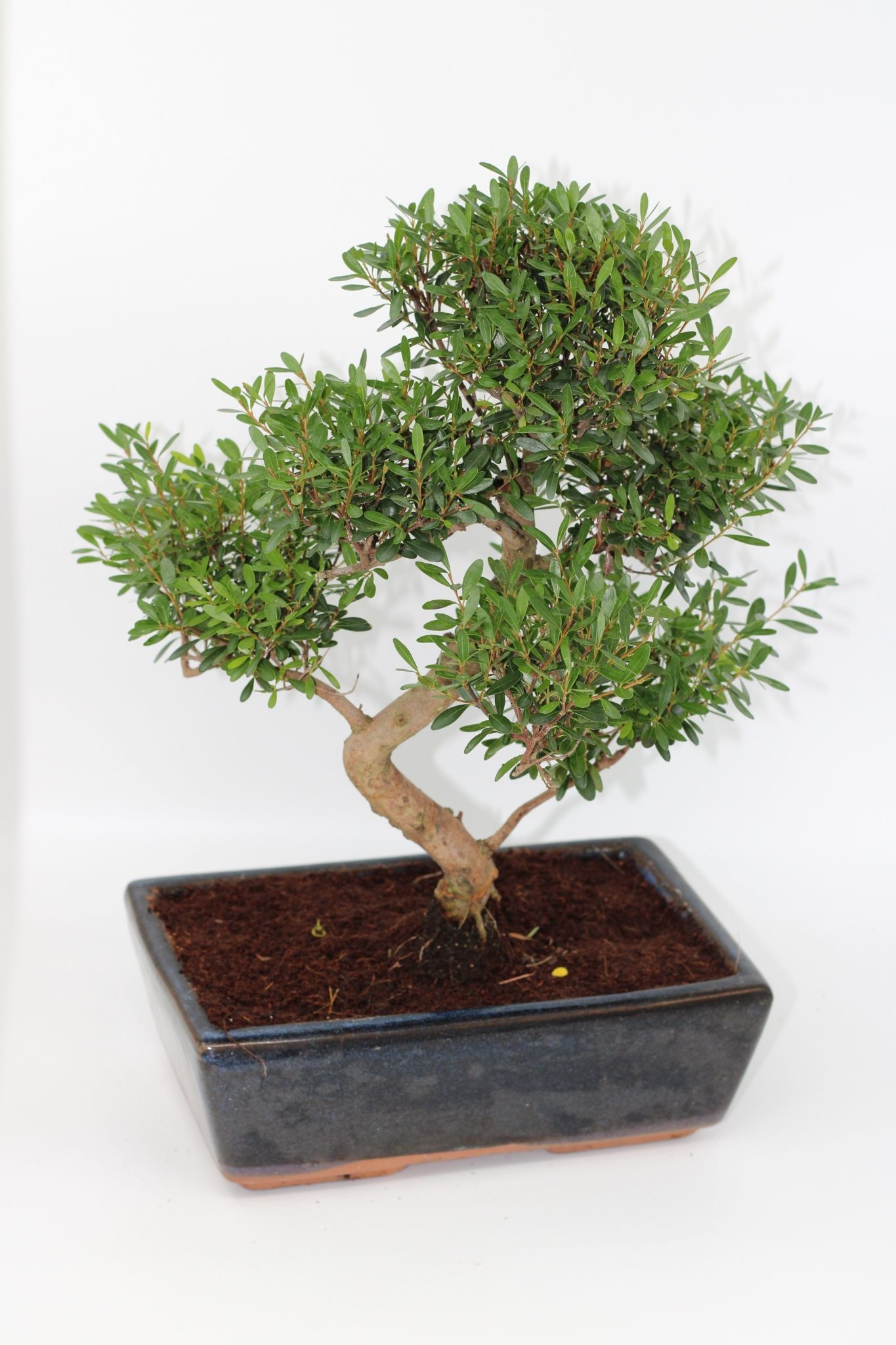 Syzigium Bonsai (10 anos)
