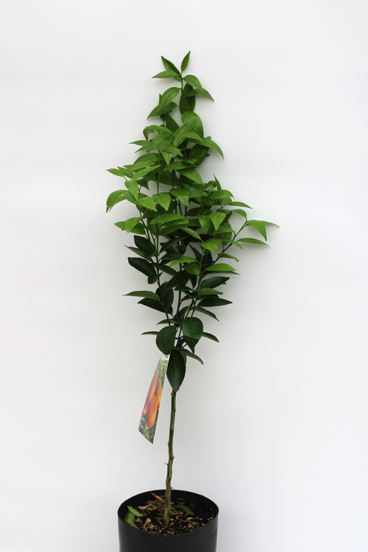 Tangerineira (Encore) - Image 3