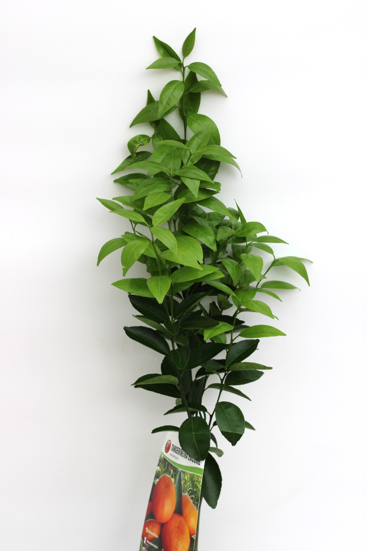 Tangerineira (Encore)