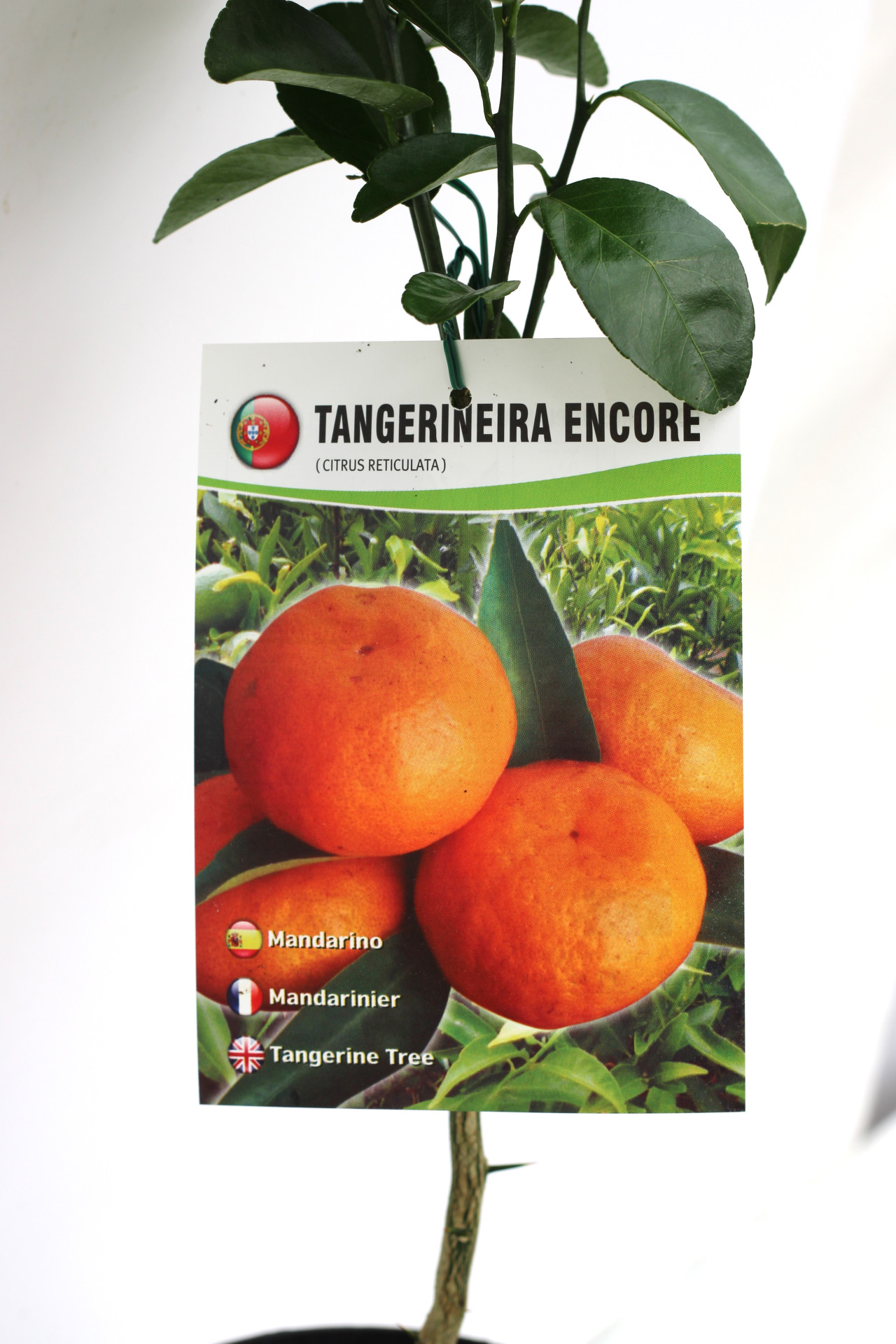 Tangerineira (Encore) - Image 2