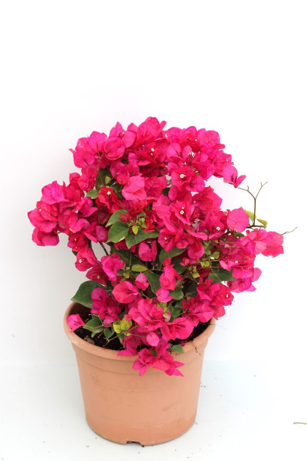 Bougainvillea Spectabilis