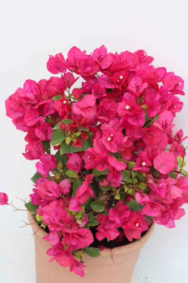 Bougainvillea Spectabilis - Image 3