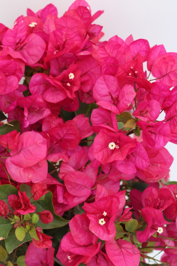 Bougainvillea Spectabilis - Image 2
