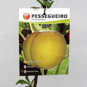 Pessegueiro Maracotão Amarelo (embalado)
