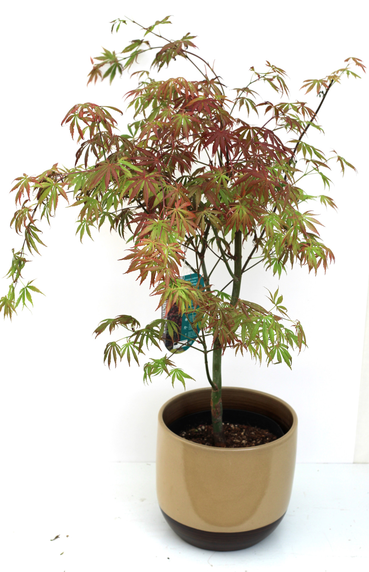 Acer Palmatum Trompenburg - Image 2