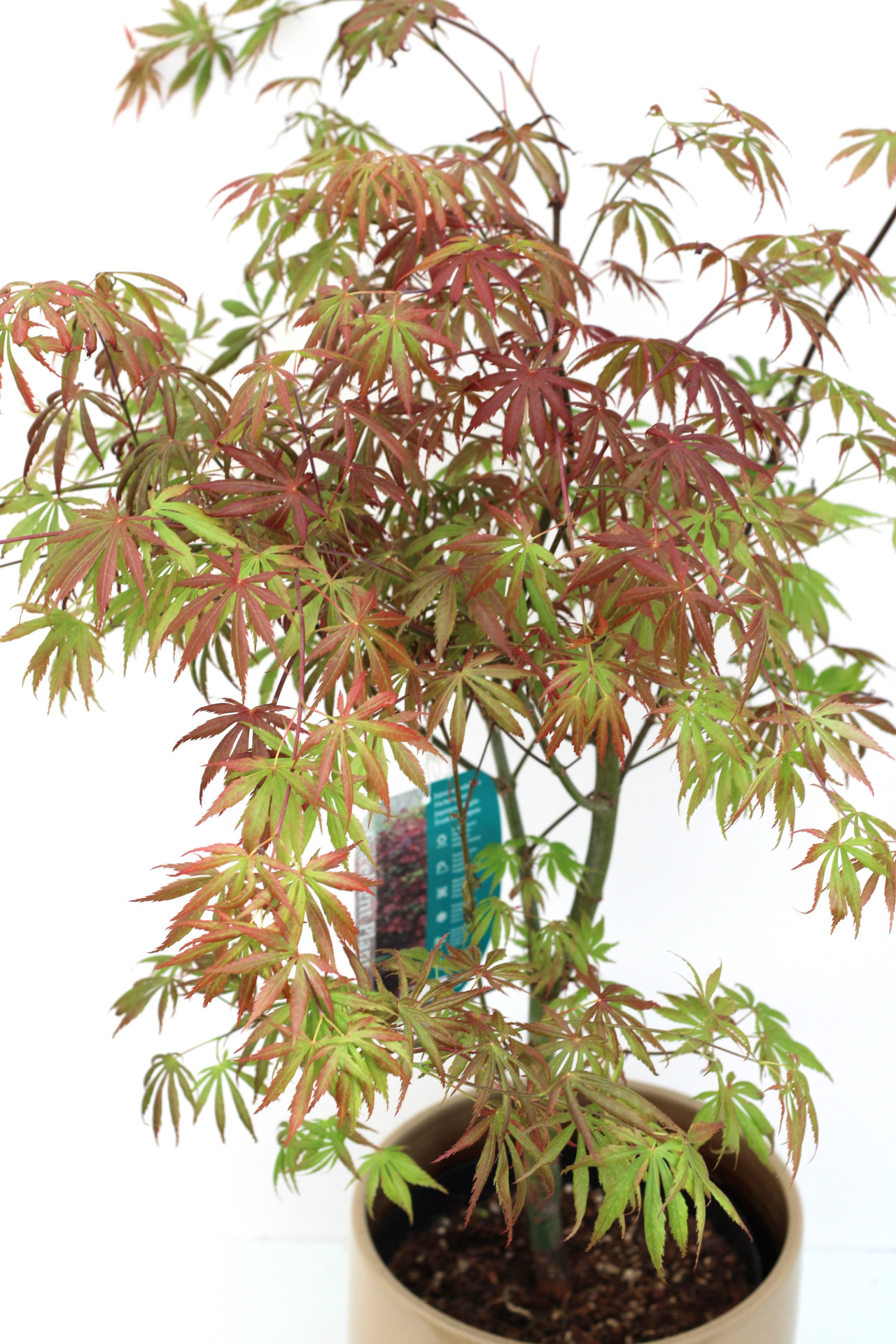 Acer Palmatum Trompenburg
