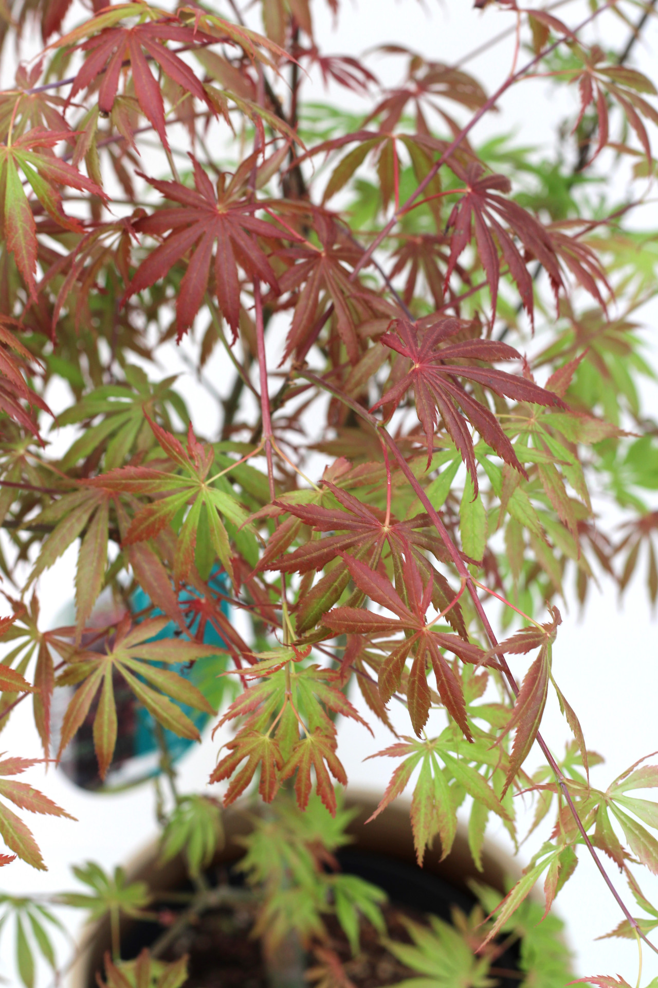 Acer Palmatum Trompenburg - Image 3