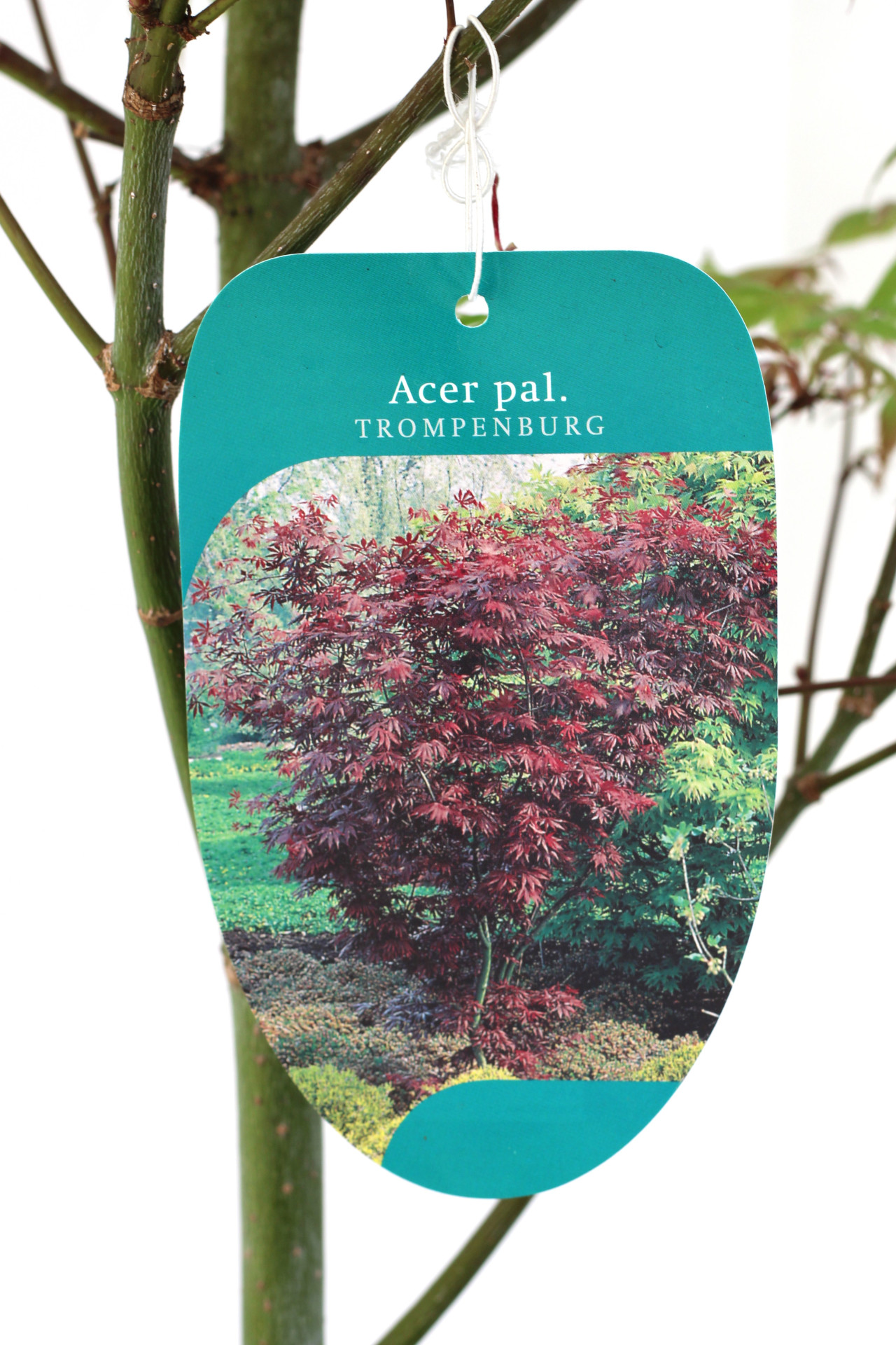 Acer Palmatum Trompenburg - Image 4