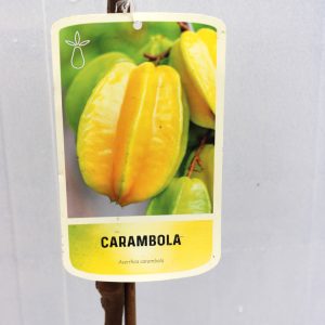Carambola (Averrhoa Carambola)