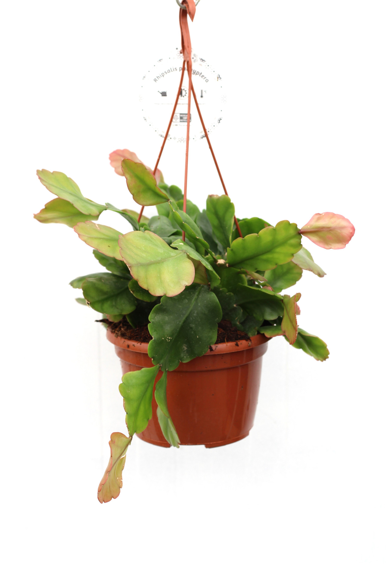 Rhipsalis Pachyptera - Image 3