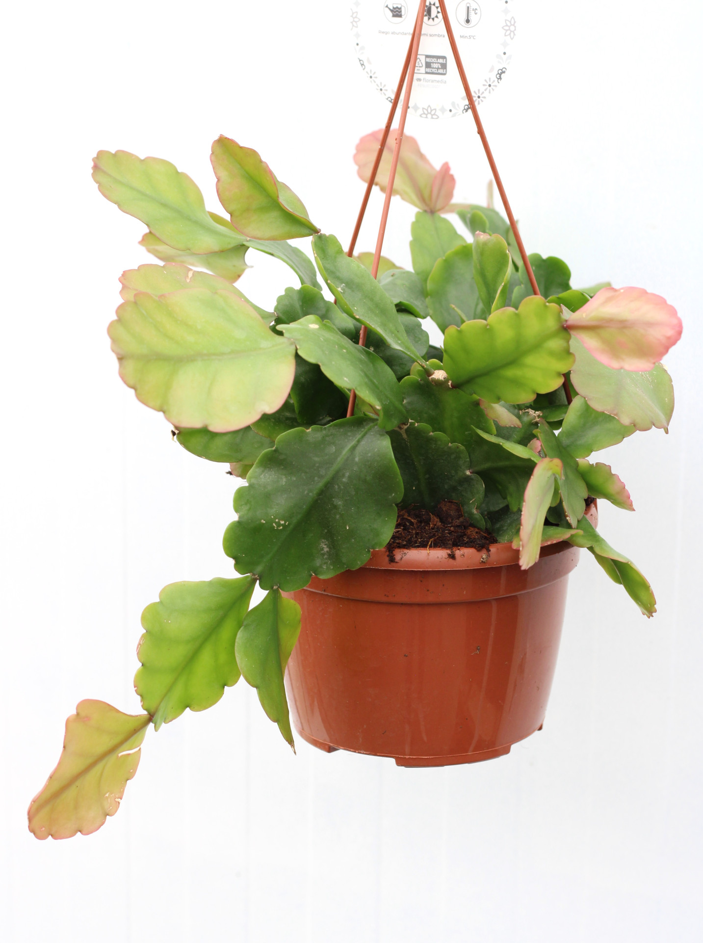 Rhipsalis Pachyptera - Image 2