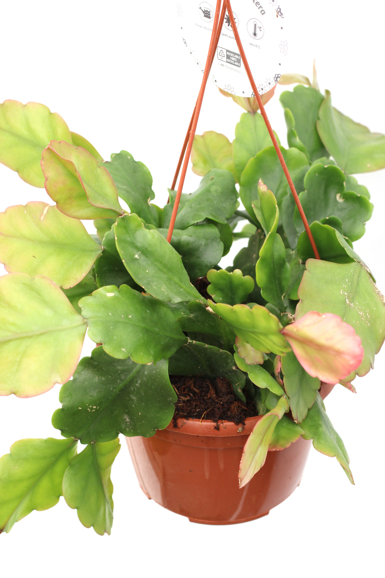 Rhipsalis Pachyptera - Image 4