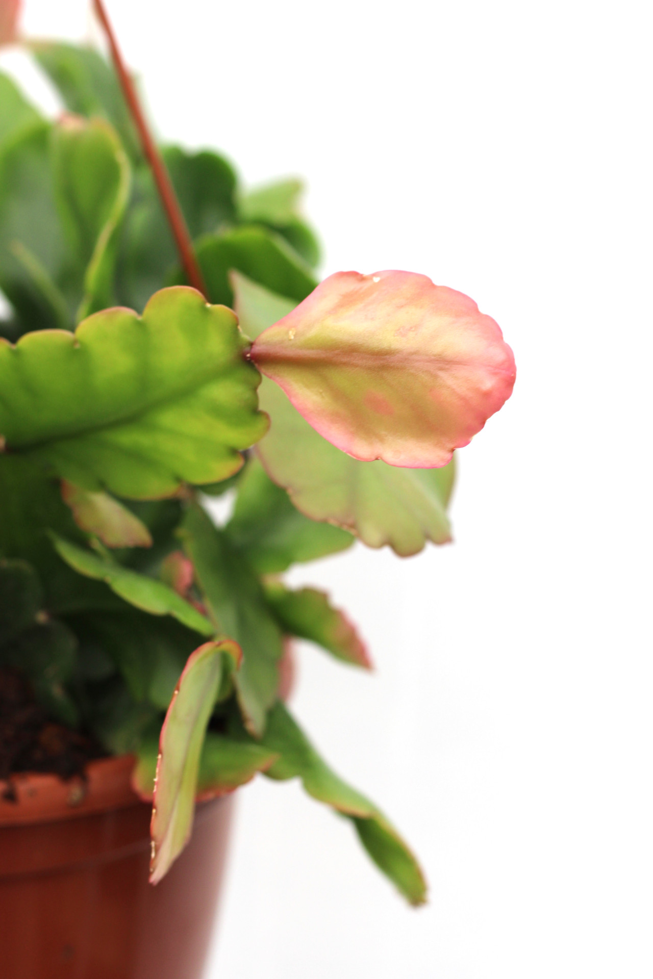 Rhipsalis Pachyptera - Image 5