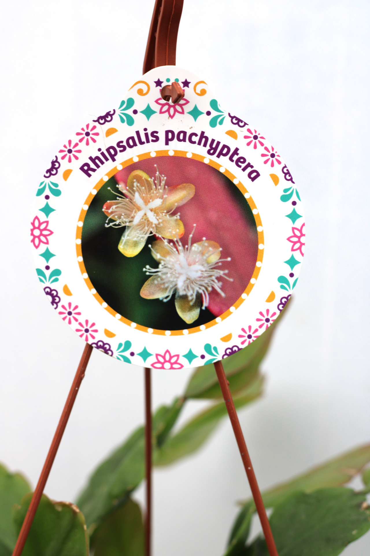 Rhipsalis Pachyptera