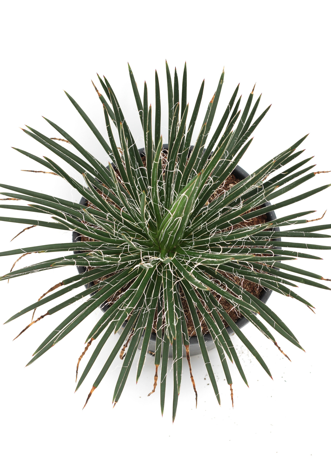 Agave Filifera Salm-Dyck - Image 2