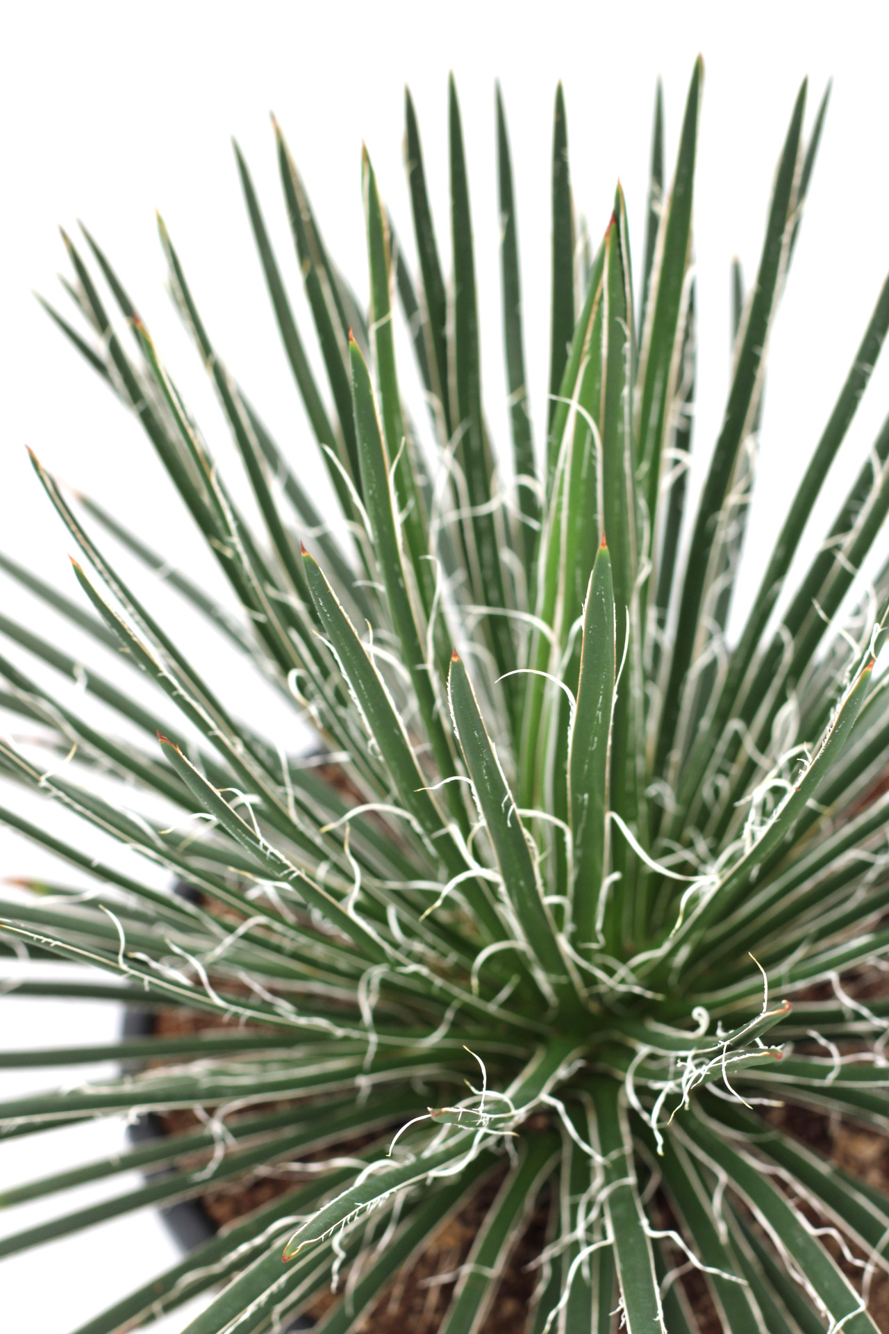 Agave Filifera Salm-Dyck - Image 3