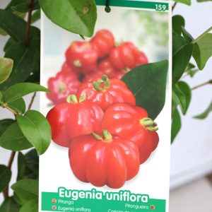 Pitangueira (Eugénia Uniflora)