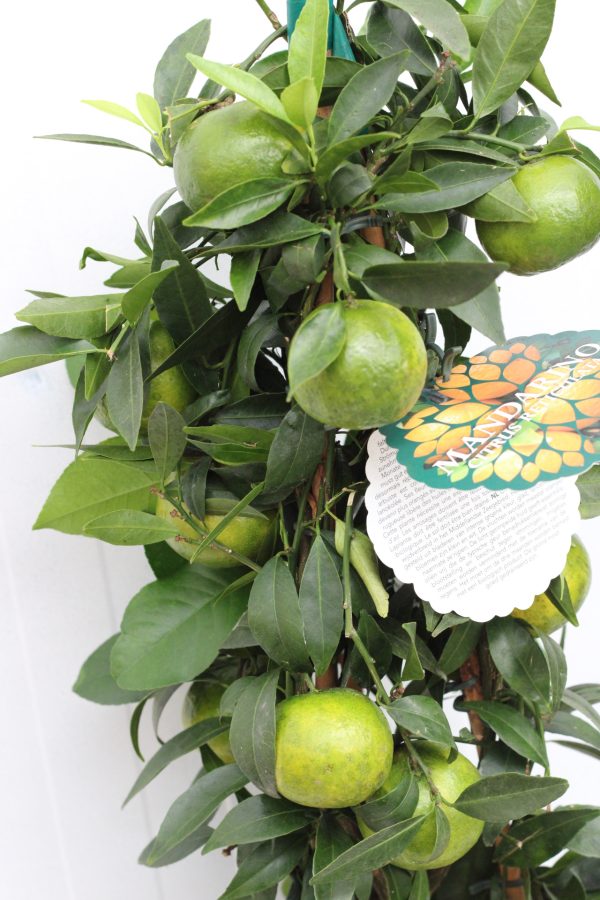 Mandarina (Pirâmide) - Image 3