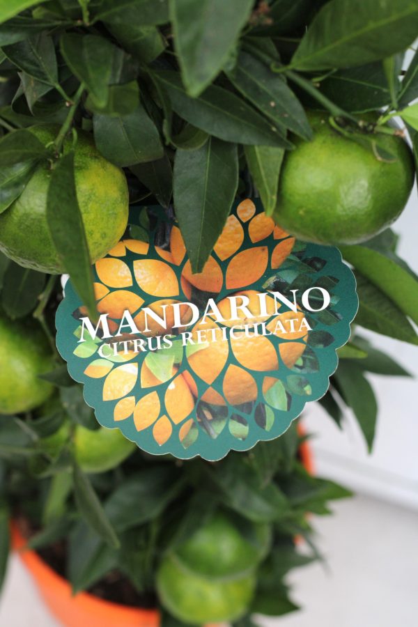 Mandarina (Pirâmide)