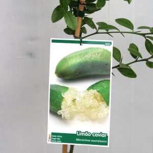 Limoeiro Caviar Verde