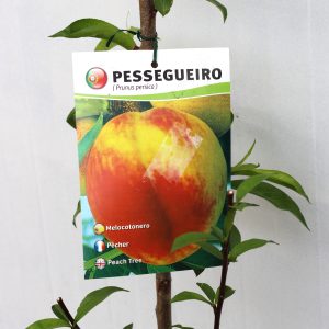 Pessegueiro Cardinal (vaso)