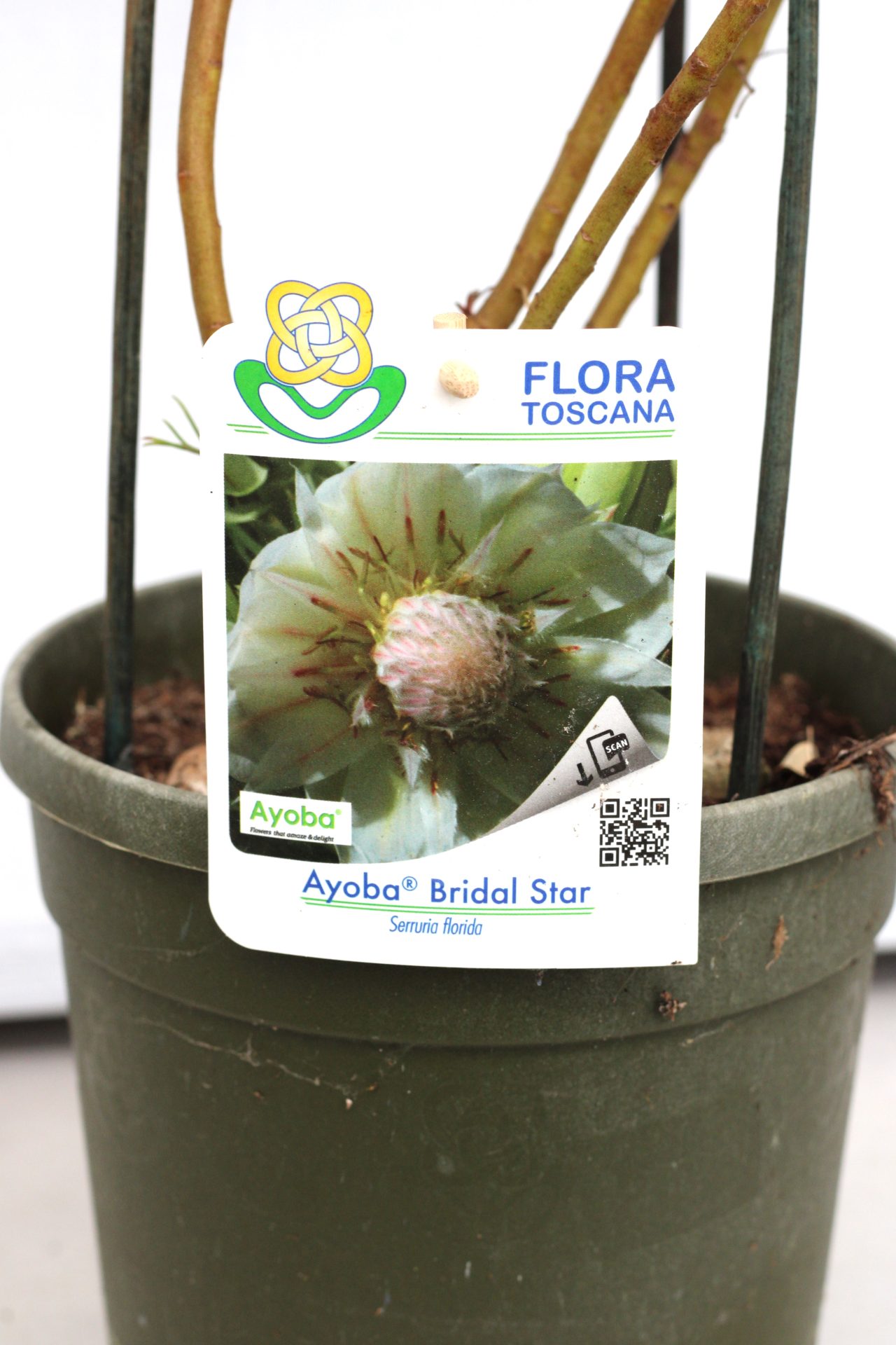 Serruria Florida Ayoba Bridal Star