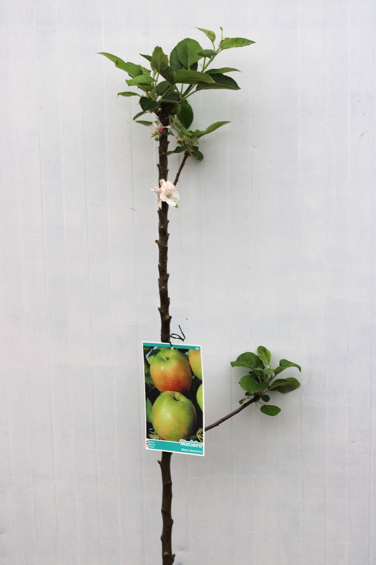 Macieira Porta da Loja (vaso) - Image 4