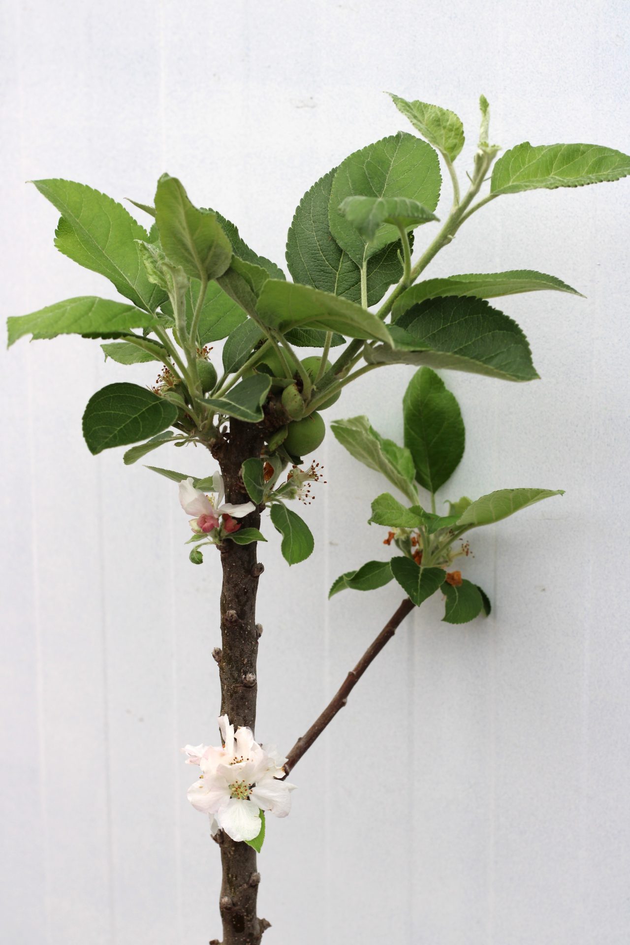 Macieira Porta da Loja (vaso) - Image 5