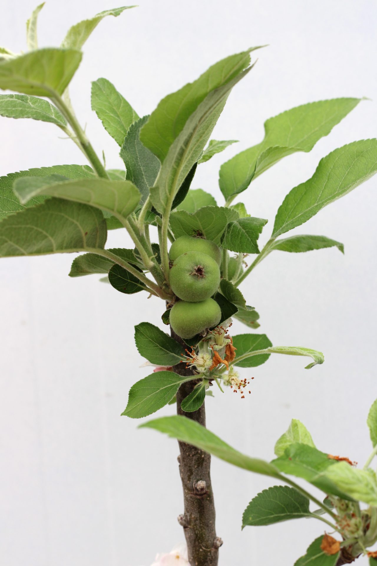 Macieira Porta da Loja (vaso) - Image 2