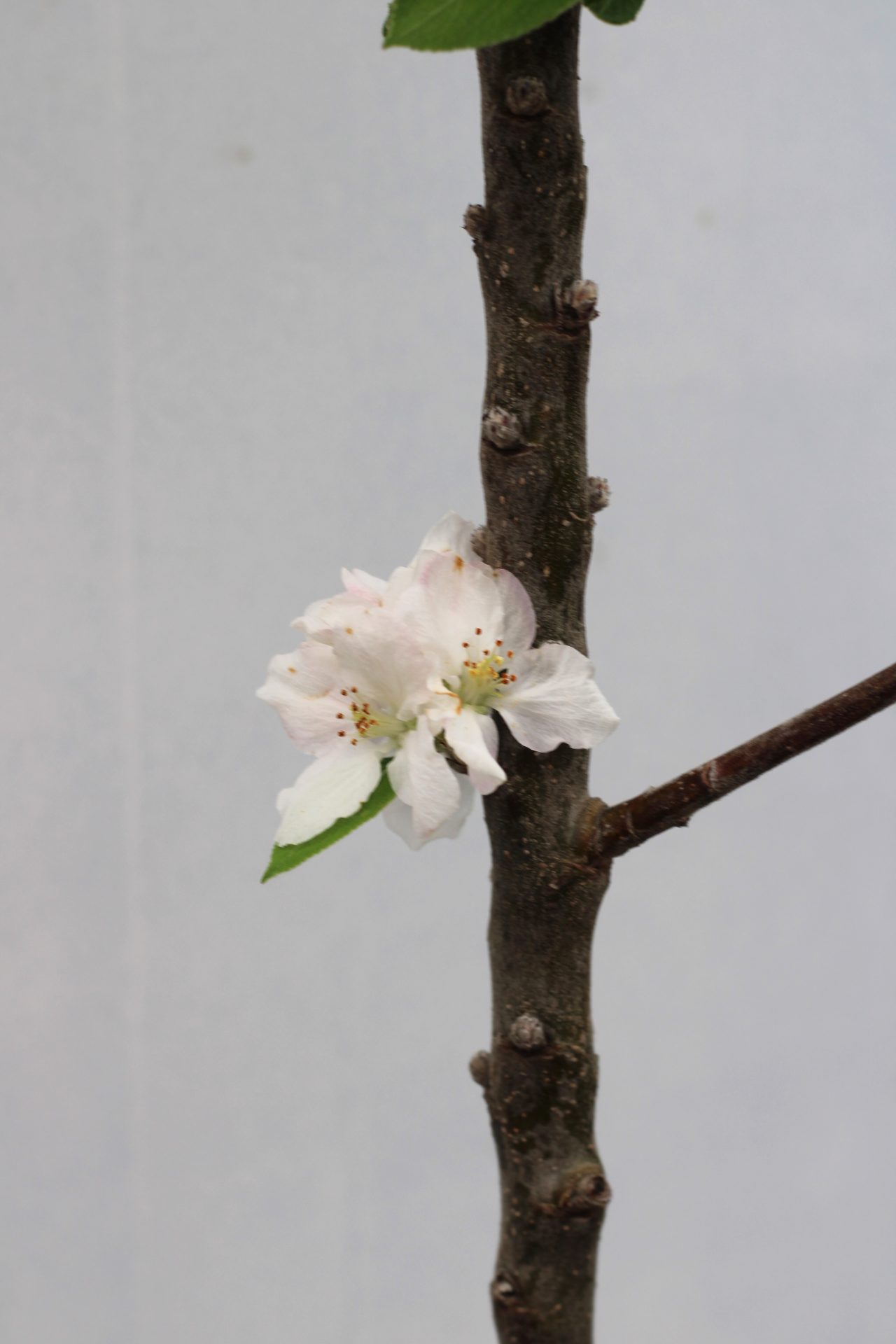 Macieira Porta da Loja (vaso) - Image 3