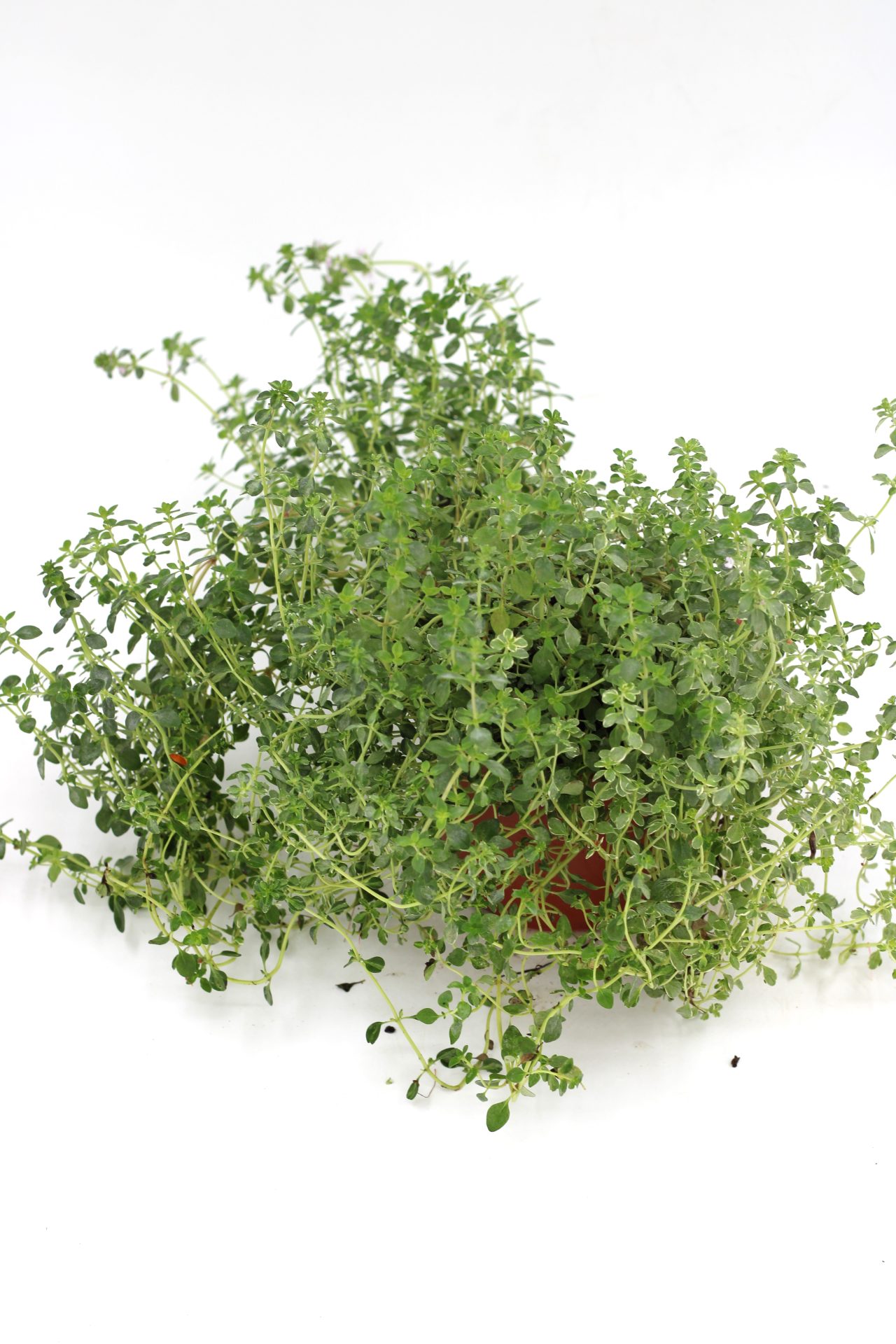 Loja - Horto Girassol