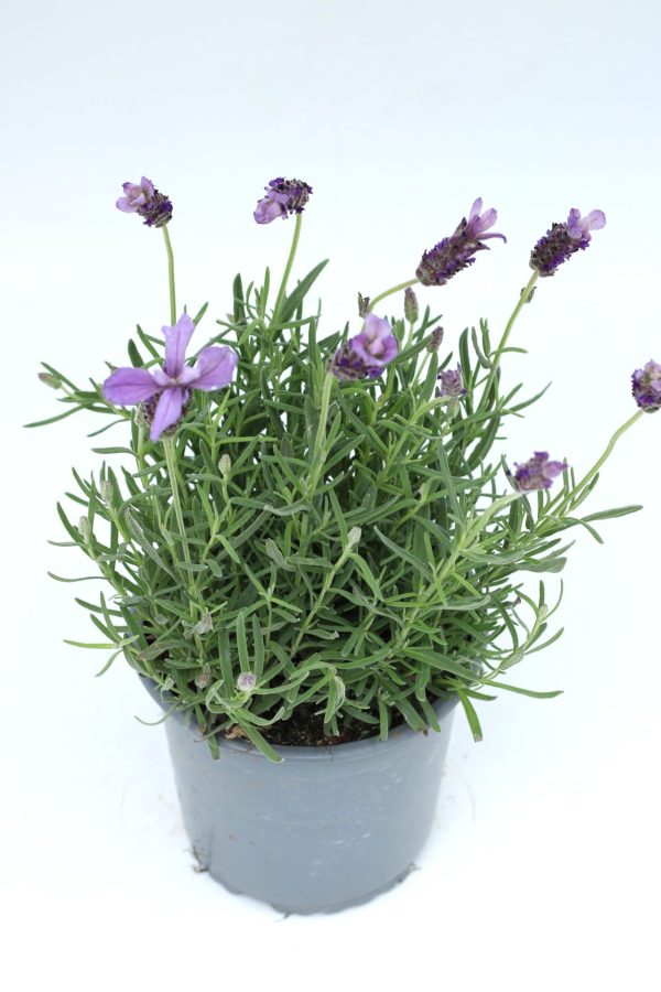 Lavanda
