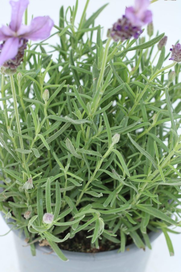 Lavanda - Image 3