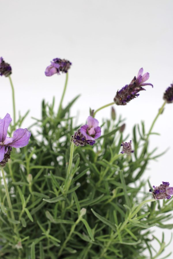 Lavanda - Image 2