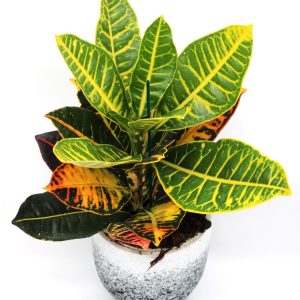 Cróton (Codiaeum Variegatum)