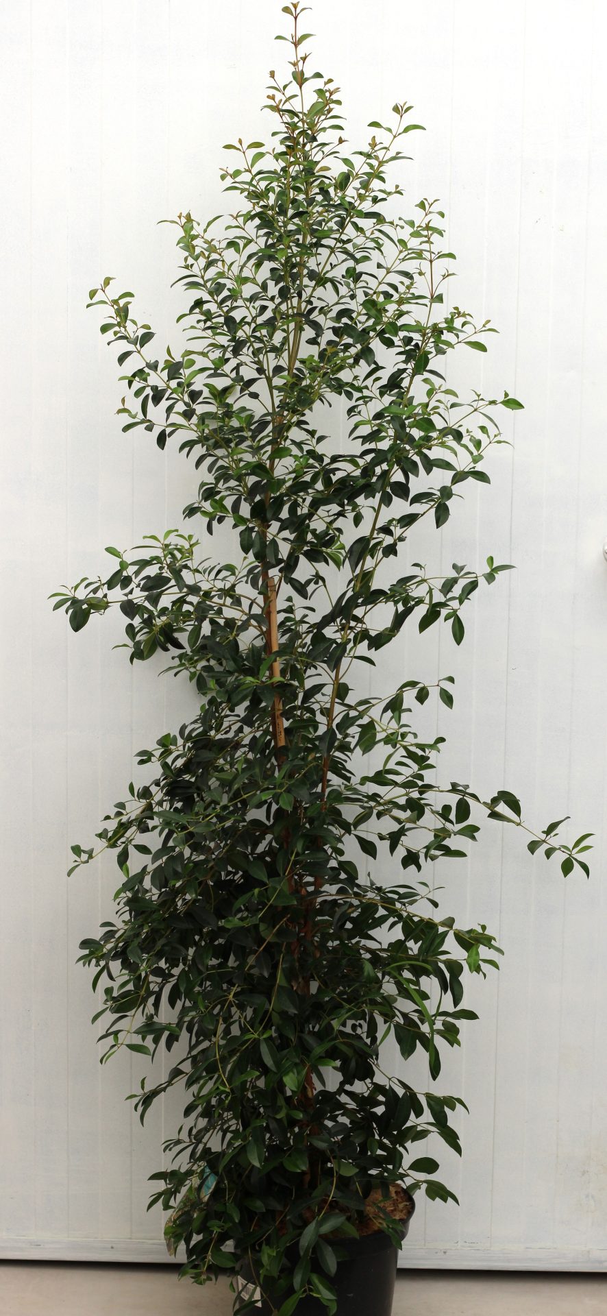 Eugenia Myrtifolia Newport - Image 9
