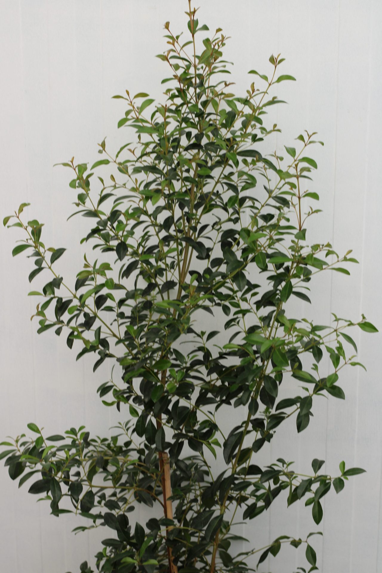 Eugenia Myrtifolia Newport - Image 10