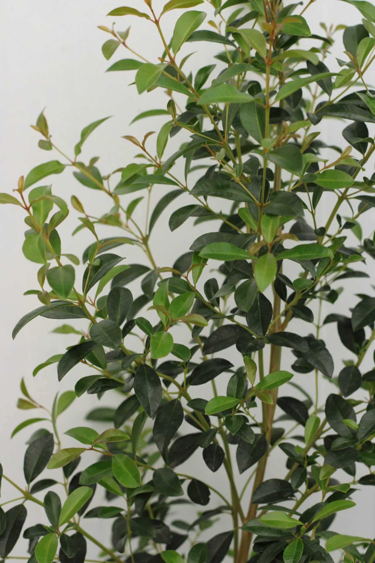 Eugenia Myrtifolia Newport - Image 11