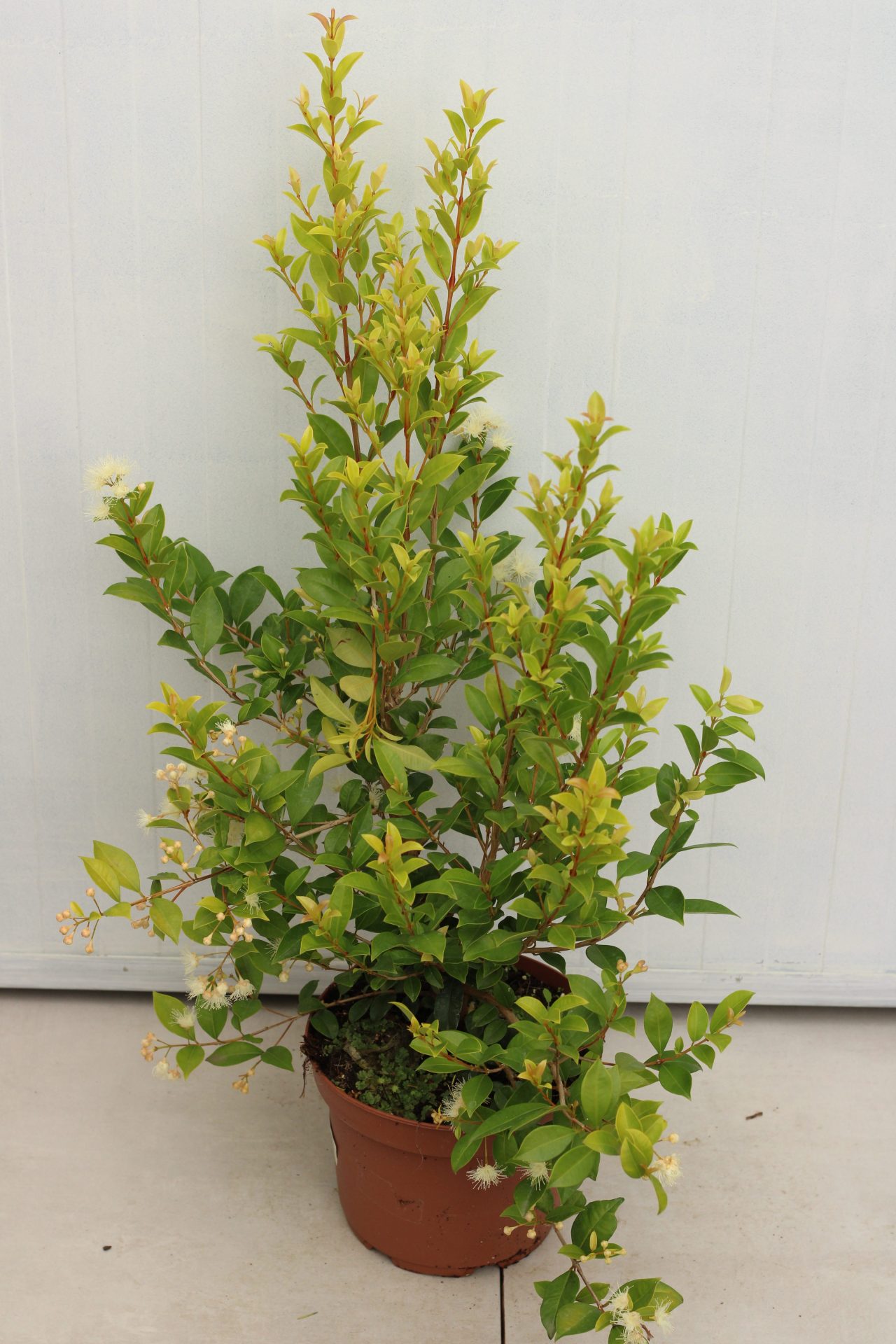 Eugenia Myrtifolia Newport - Image 2