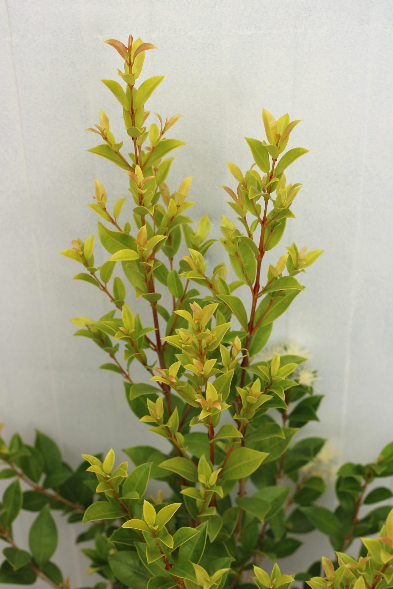 Eugenia Myrtifolia Newport - Image 3