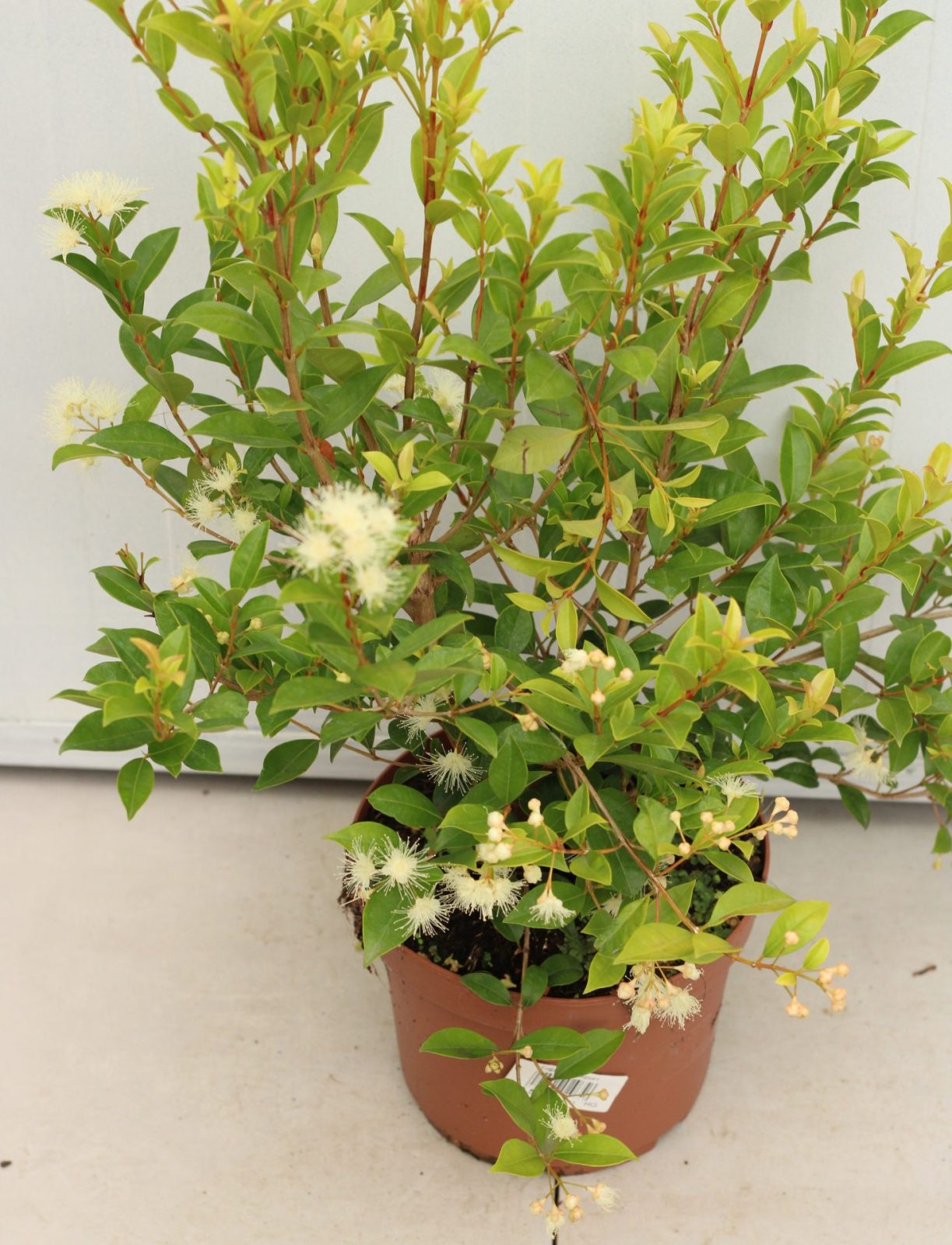 Eugenia Myrtifolia Newport