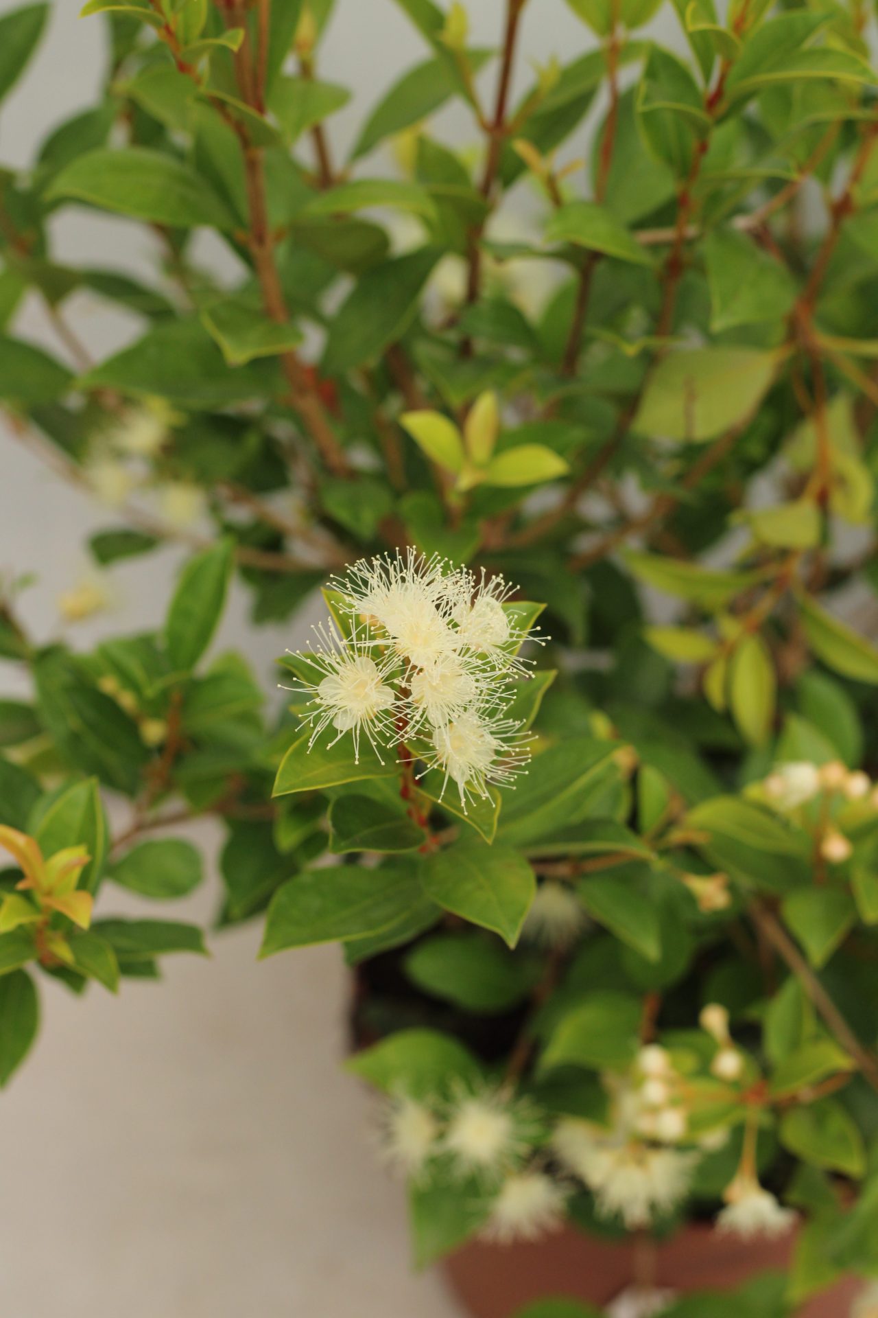 Eugenia Myrtifolia Newport - Image 4