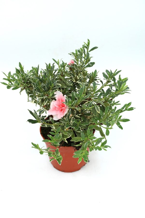 Azálea (folha perene) - Image 10